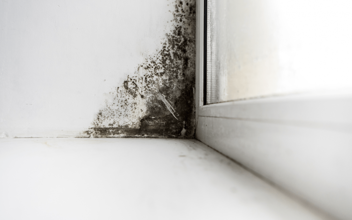 mold inspection